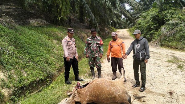 Harimau Menyeramkan Kembali Beraksi di Aceh Timur: Warga Diminta Hindari Kejaran Solo